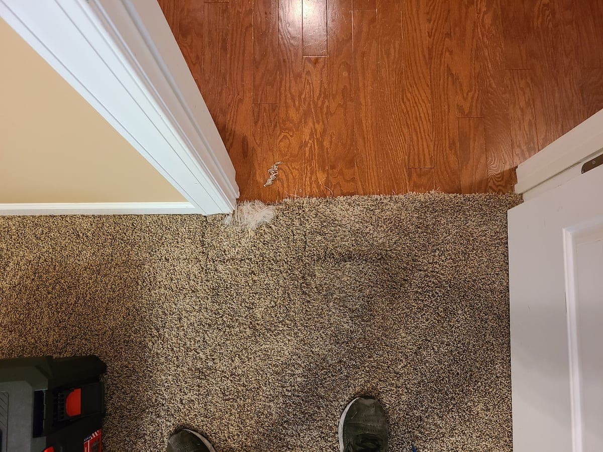 Carpet at a doorway beside a hardwood floor before cleaning, with a dark traffic area
